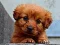 Žaidimas Puppy Puzzle internete