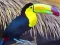 Žaidimas Toucan Bird Jigsaw internete