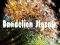 Žaidimas Dandelion Jigsaw internete