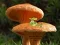Žaidimas Mushroom Plant Land Escape internete
