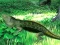 Žaidimas Lizard Forest Escape internete