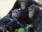 Žaidimas Funny Chimpanzee Jungle Escape internete