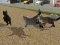 Žaidimas Run Cat Cat Race internete