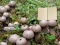 Žaidimas Lycoperdon Mushroom Land Escape internete