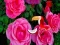Žaidimas Precious Rose Escape internete