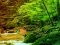 Žaidimas Peaceful Rainbow Forest Escape internete