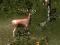Žaidimas Sniper Hunting Deadly Animal internete