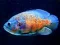 Žaidimas Tiger Fish Jigsaw internete