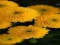 Žaidimas Chrysanthemums Jigsaw internete