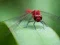 Žaidimas Dragon Fly Jigsaw internete