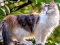 Žaidimas Rotate Puzzle - Cats and Dogs internete