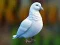 Žaidimas Realistic Pigeon Rescue internete