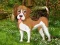 Žaidimas Flower Garden Dog Escape internete