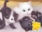 Žaidimas Jigsaw Puzzle: Playing Cats internete