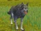Žaidimas The Wolf: Wild Animal Simulator internete