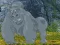 Žaidimas Help The Hungry Chimpanzee internete