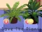 Žaidimas Save the Plants internete
