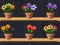 Žaidimas Good Flower Master internete