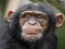 Žaidimas Chimpanzee Jigsaw internete