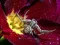 Žaidimas Crab Spider Jigsaw internete