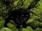Žaidimas Escape from Black Panther Forest internete
