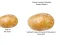 Žaidimas Potato Construct 2 Edition internete