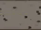 Žaidimas Cyborg Ii internete