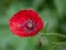 Žaidimas Poppy Nature Flower Jigsaw internete