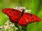 Žaidimas Nature Jigsaw Puzzle Butterfly internete