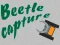 Žaidimas Beetle Capture internete