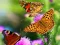 Žaidimas Butterfly Slide internete