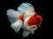 Žaidimas Gold Fish Jigsaw Puzzle internete