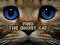 Žaidimas Find the Ghost Cat internete