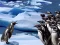 Žaidimas Penguins Slide internete
