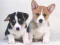 Žaidimas Cute Puppies Puzzle internete