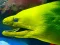 Žaidimas Underwater World Jigsaw internete