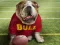Žaidimas Funny Doggy internete