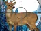 Žaidimas Sniper Stag Hunter internete