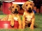 Žaidimas Puppy Pairs Puzzle internete