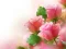 Žaidimas Pink Roses internete