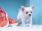 Žaidimas Lovely Puppy Puzzle internete