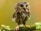 Žaidimas Animal Hidden Stars internete