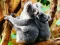 Žaidimas Cute Baby Koala Bear internete