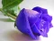 Žaidimas Blue Roses internete