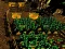 Žaidimas Pixel Farm internete