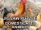 Žaidimas Jigsaw Puzzle Domesticated Animals internete
