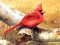 Žaidimas Art Birds Puzzle internete