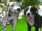Žaidimas Dog Simulator 3d internete
