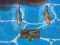 Žaidimas Titanic Shark Attacks internete