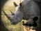 Žaidimas Wild Rhino Hunter internete